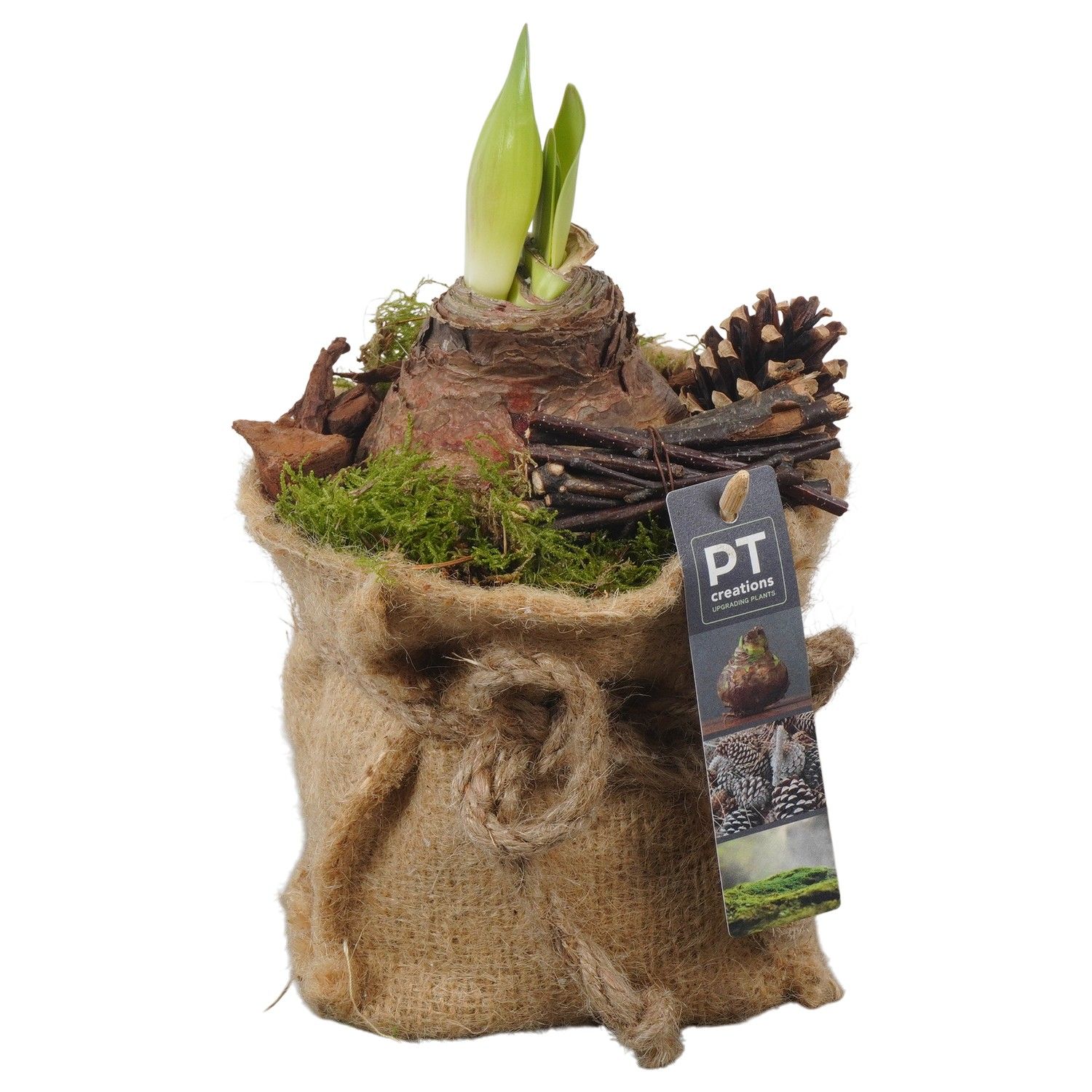 PTAA7563 Arrangement Amaryllis in jute zak, D 13 cm