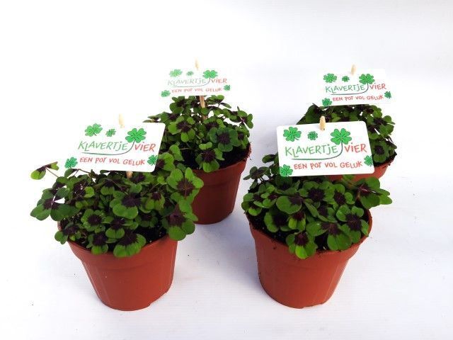 Oxalis deppei Nederlands, D 13 cm