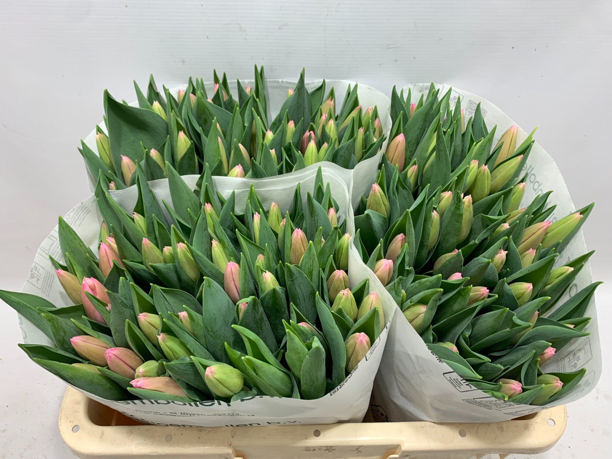 Тюльпан од. Милкшейк (ярко-роз.), шт.