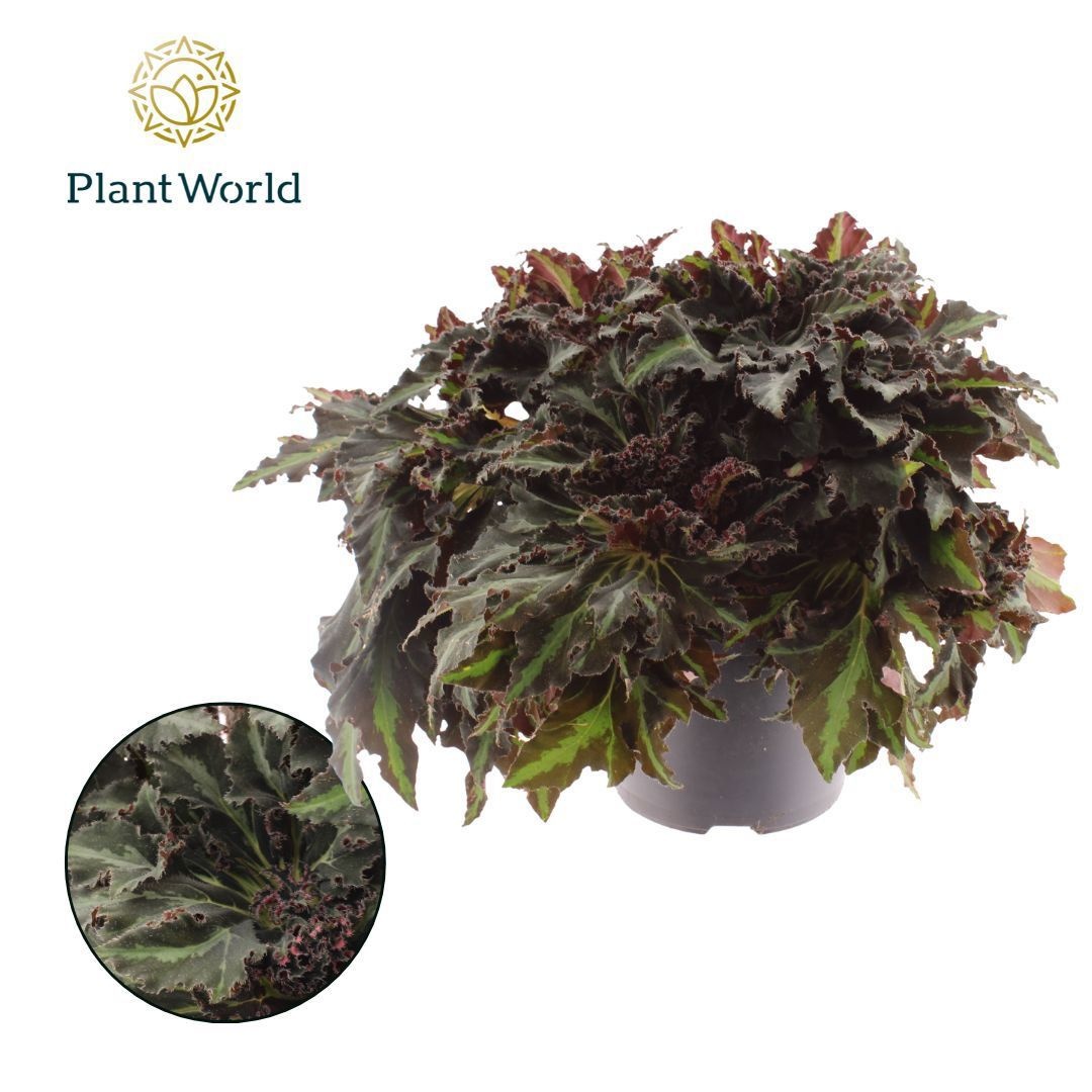 Begonia heracleifolia Vampire, D 24