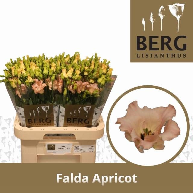 Эустома Фалда Априкот 70 (светло-роз.), шт.