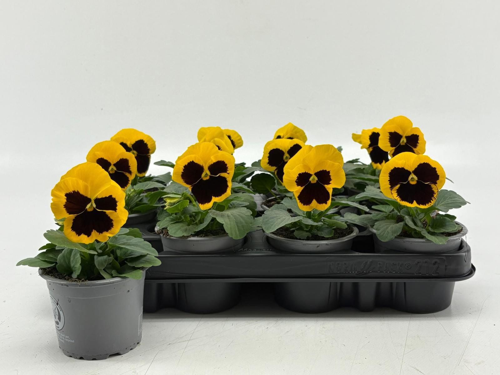 Viola F1 Yellow With Blotch, D 9
