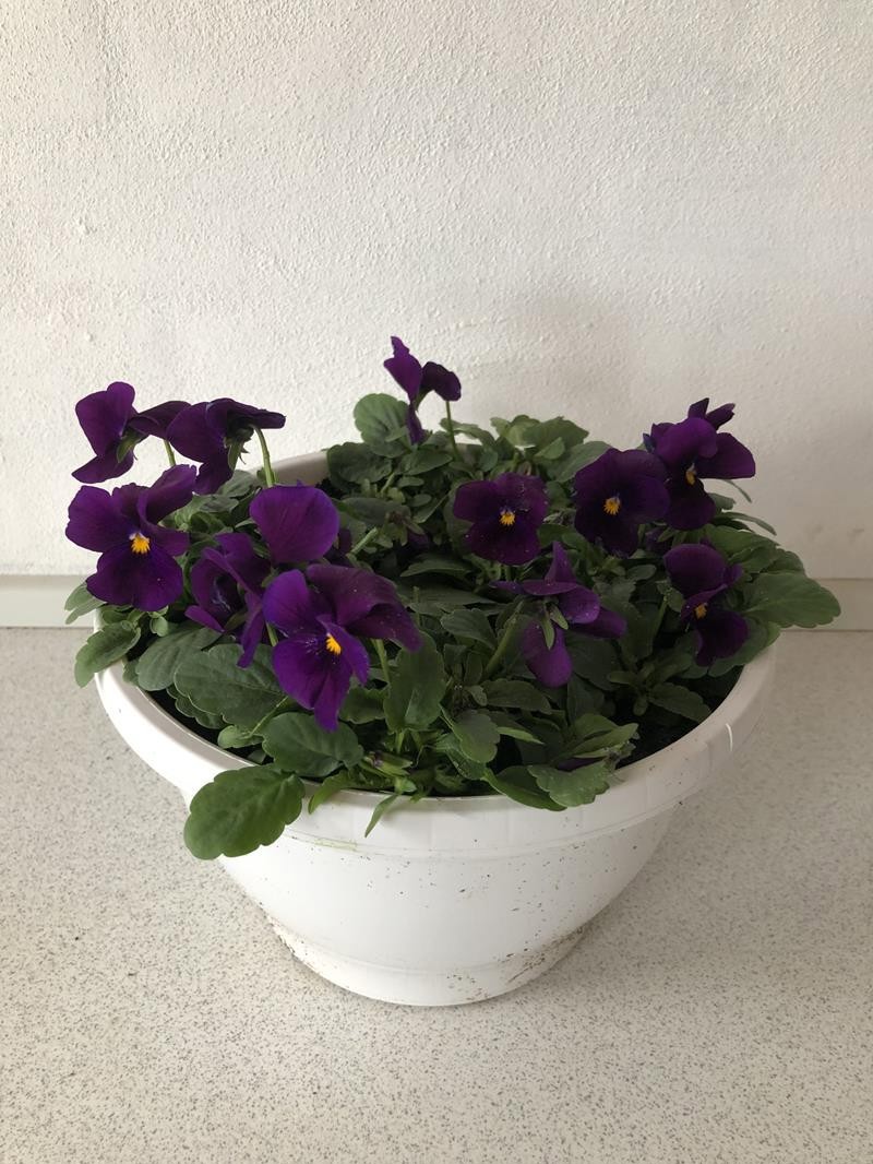 VIOLA CORNUTA-HYBRID 'ENDURIO', D 21