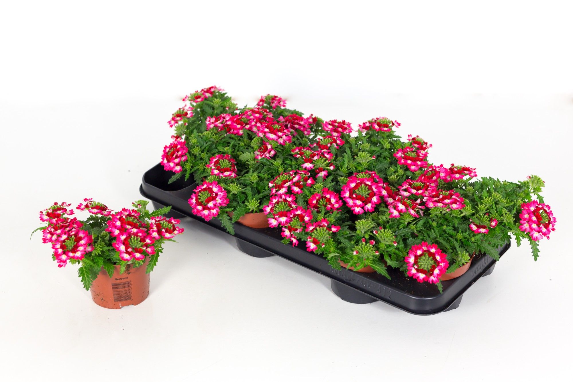 Verbena Drums Red Shades, D 10,5