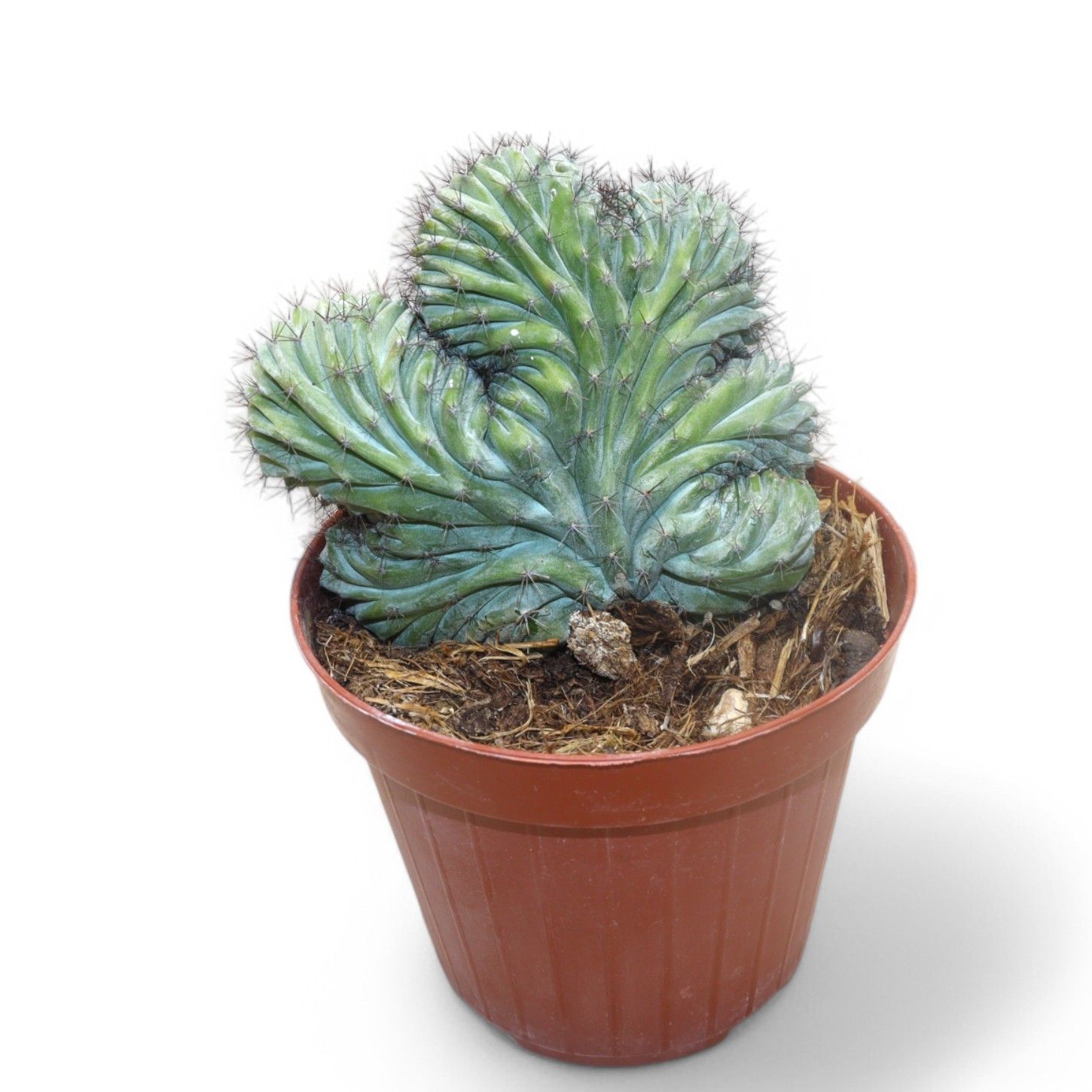 Polaskia Chichipe Cristata, D 12