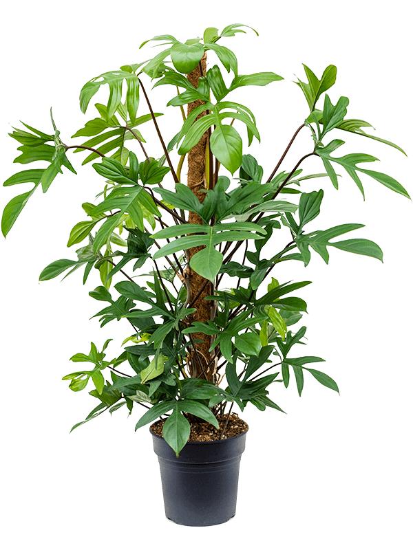 Philodendron pedatum, D 21