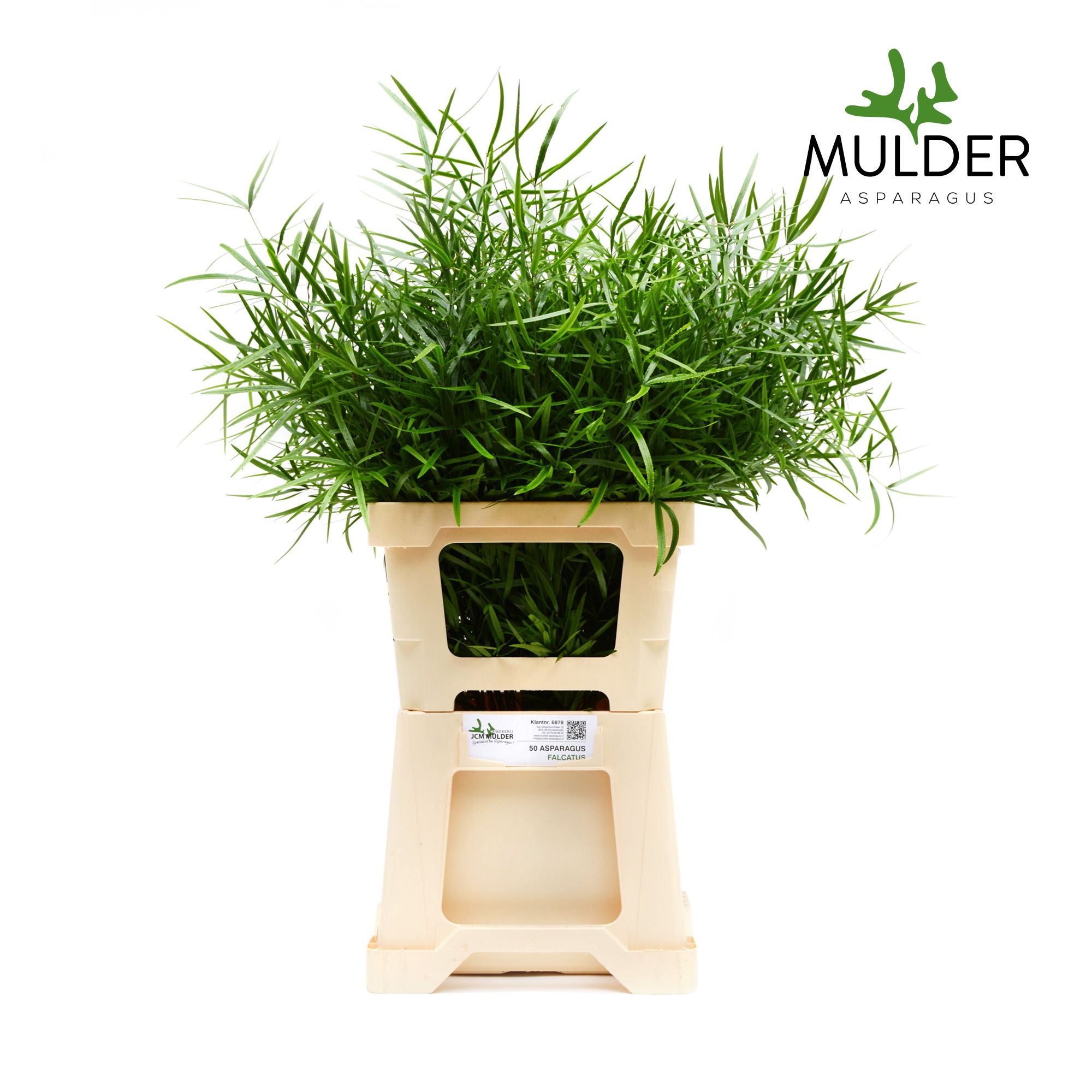 Аспарагус Фалькатус 60, шт.
