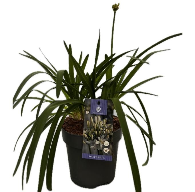 Agapanthus 'Elegance White' P19 EVERGREEN, D 19