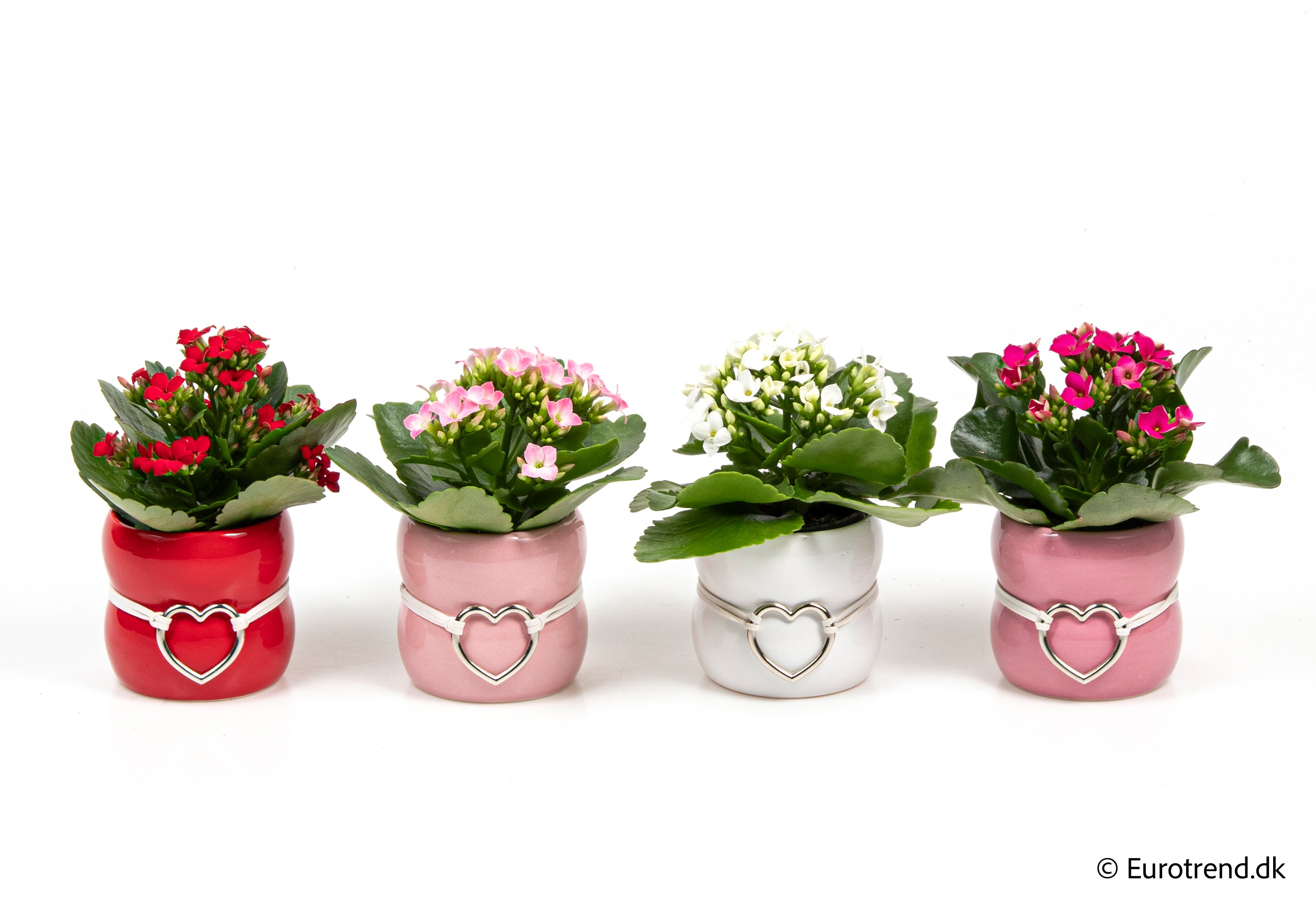 Kalanchoe in Valentine ceramic 2026, D 6