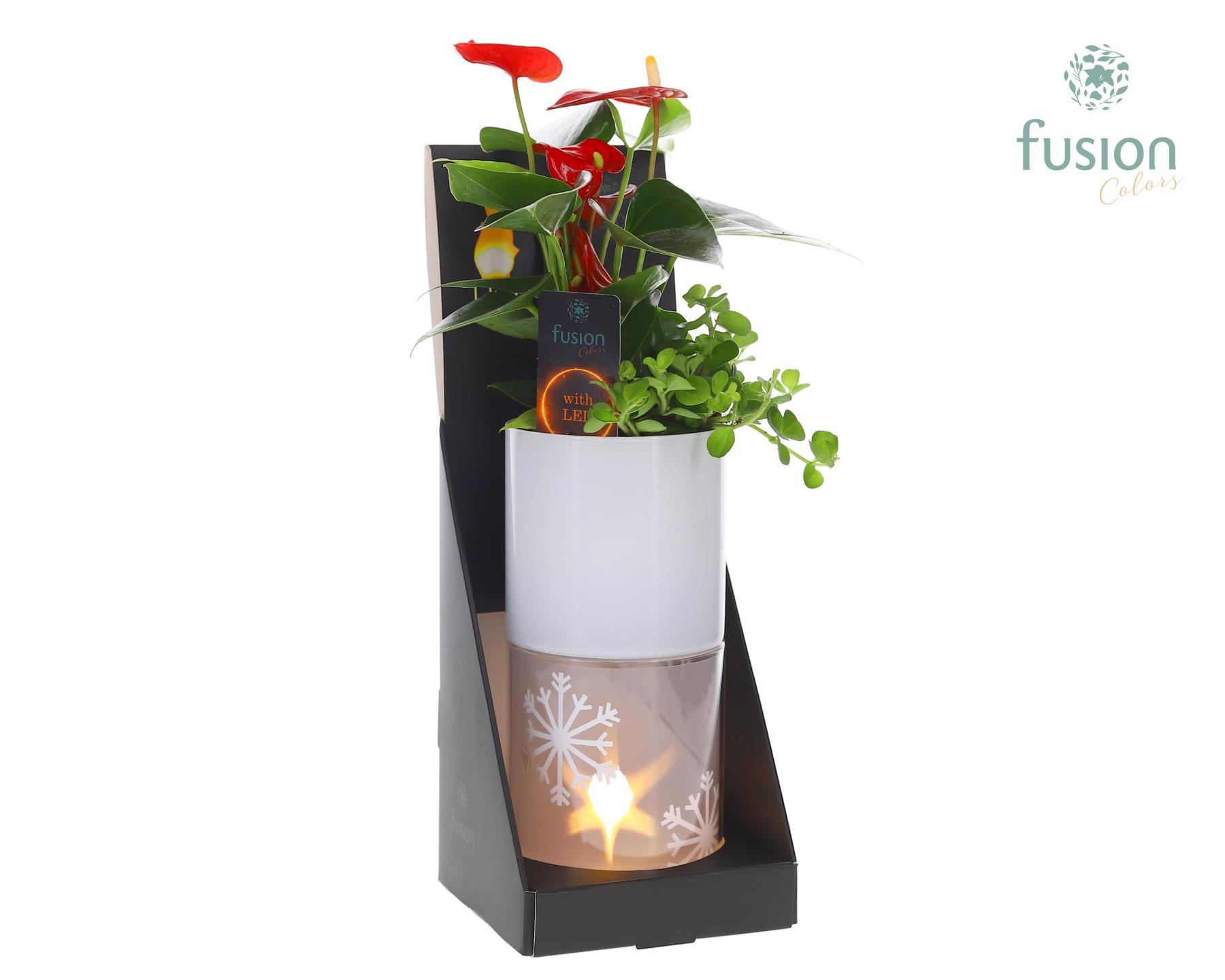 Glas tube Led planter groot met Arrangement, D 11 cm Glas tube Led planter groot met Arrangement, D 11 cm