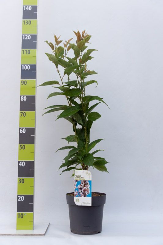 Prunus serrulata 'Amanogawa' C 7, D 27 cm