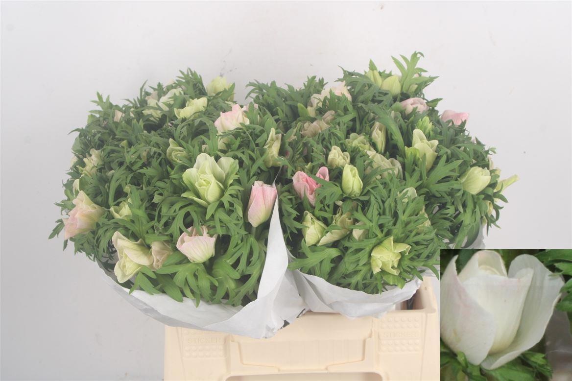 Анемон Мистраль + Лайт Пинк 45 (светло-роз.), шт.