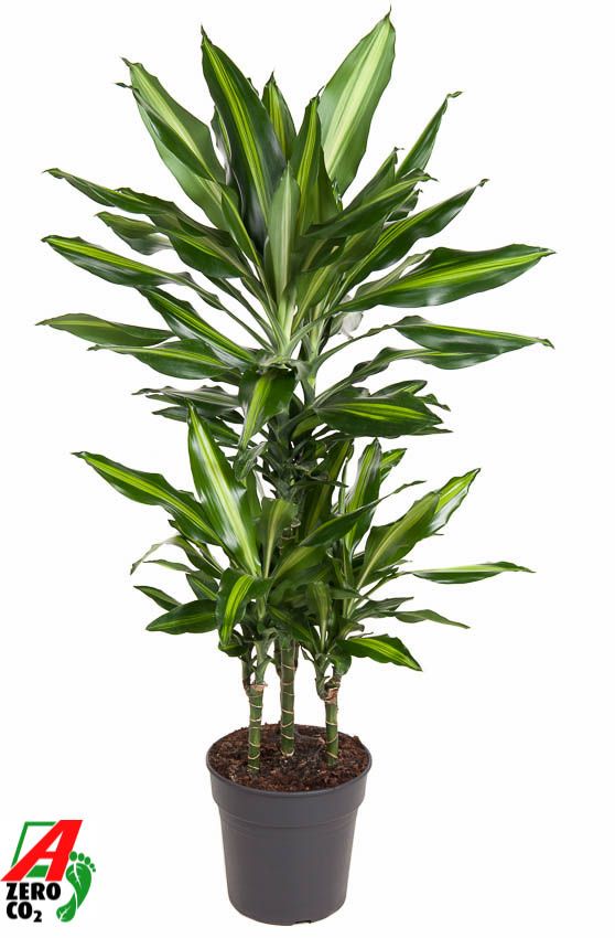 Dracaena Cintho 45-carrousel, D 21