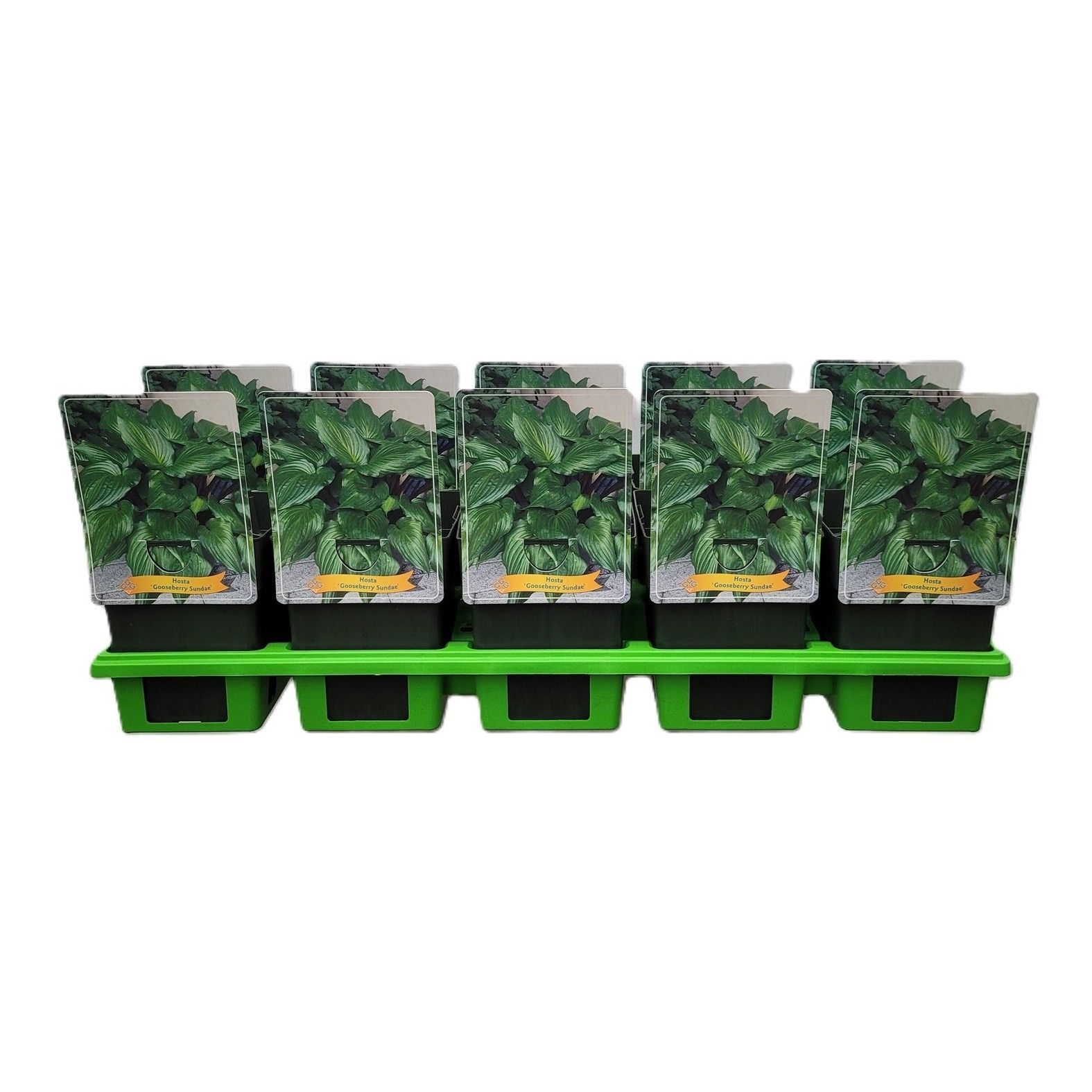 Hosta 'Gooseberry Sundae' P11, D 11