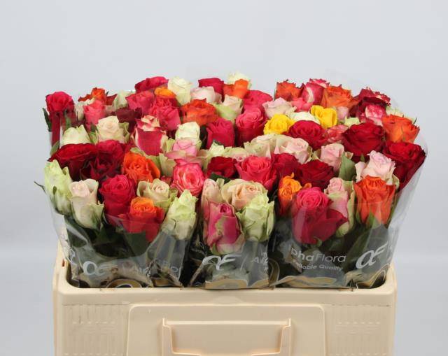 Роза од. KL Микс в пачке 50, шт.