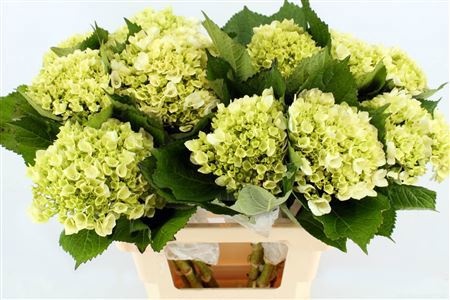 Гортензия Лима 65, шт.