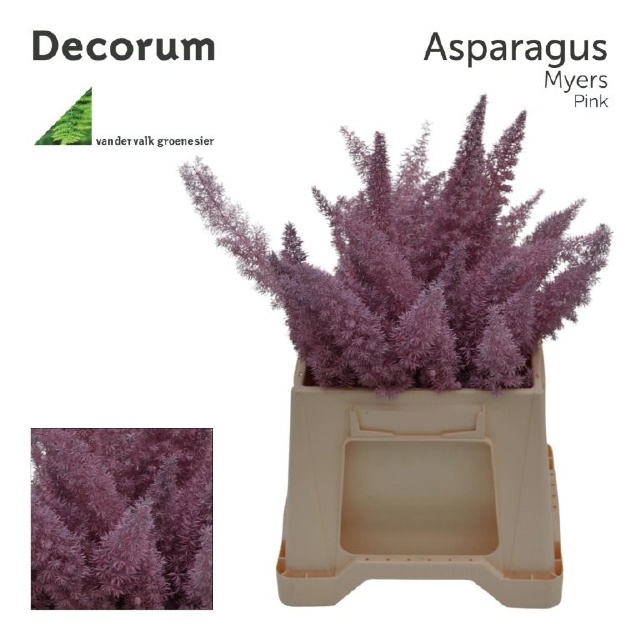 Аспарагус Овериг Крашеный (краш. ) 40, шт.