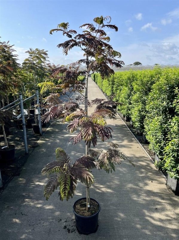 Albizia julibr. 'Summer Chocolate', D 40