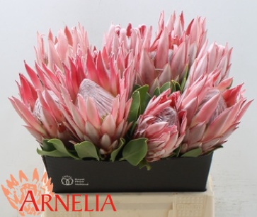 Протея Цинароидес 40, шт.