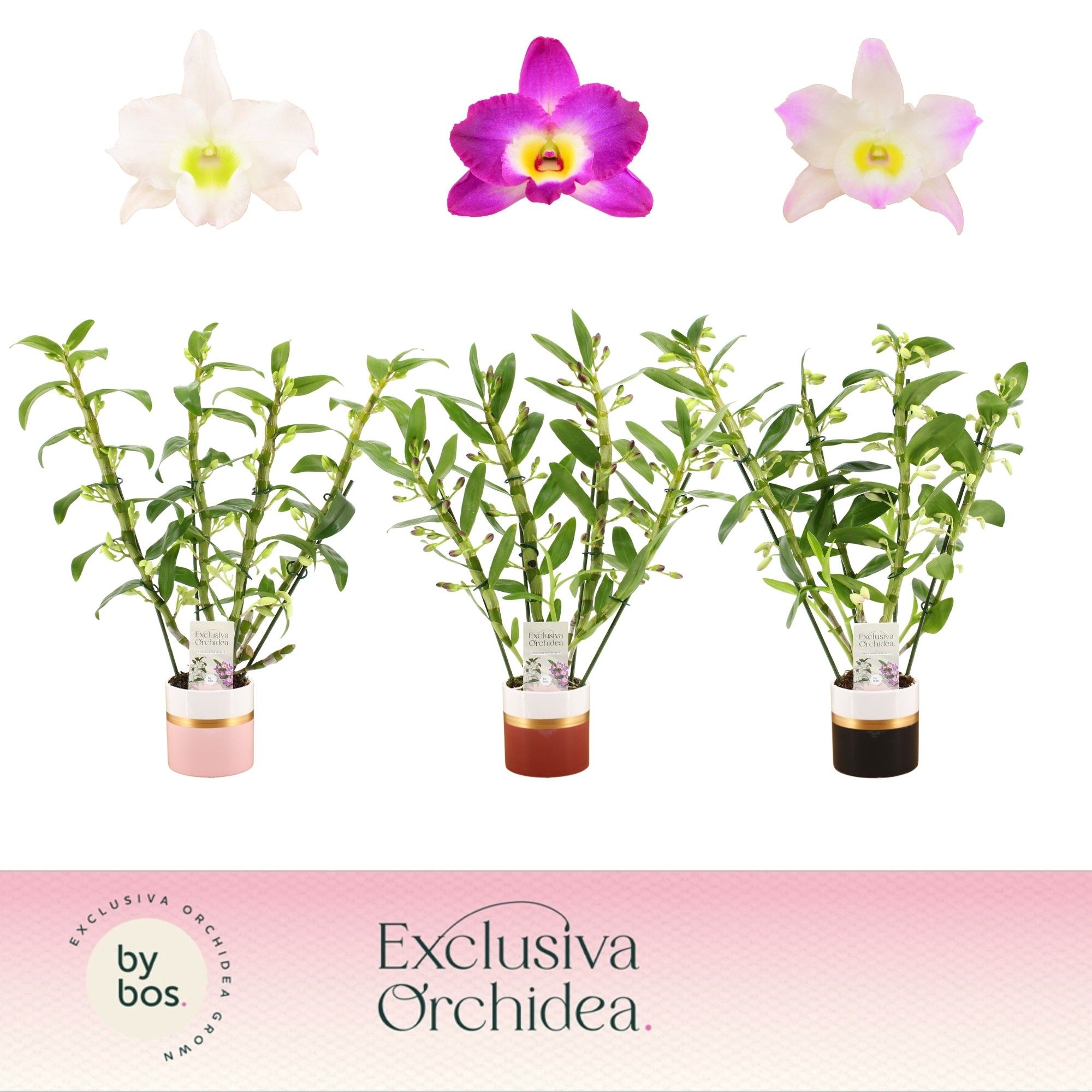 Dendrobium Nobilé, Mix 4-spike in Dolomite Horizon 'Exclusiva Orchidea', D 12