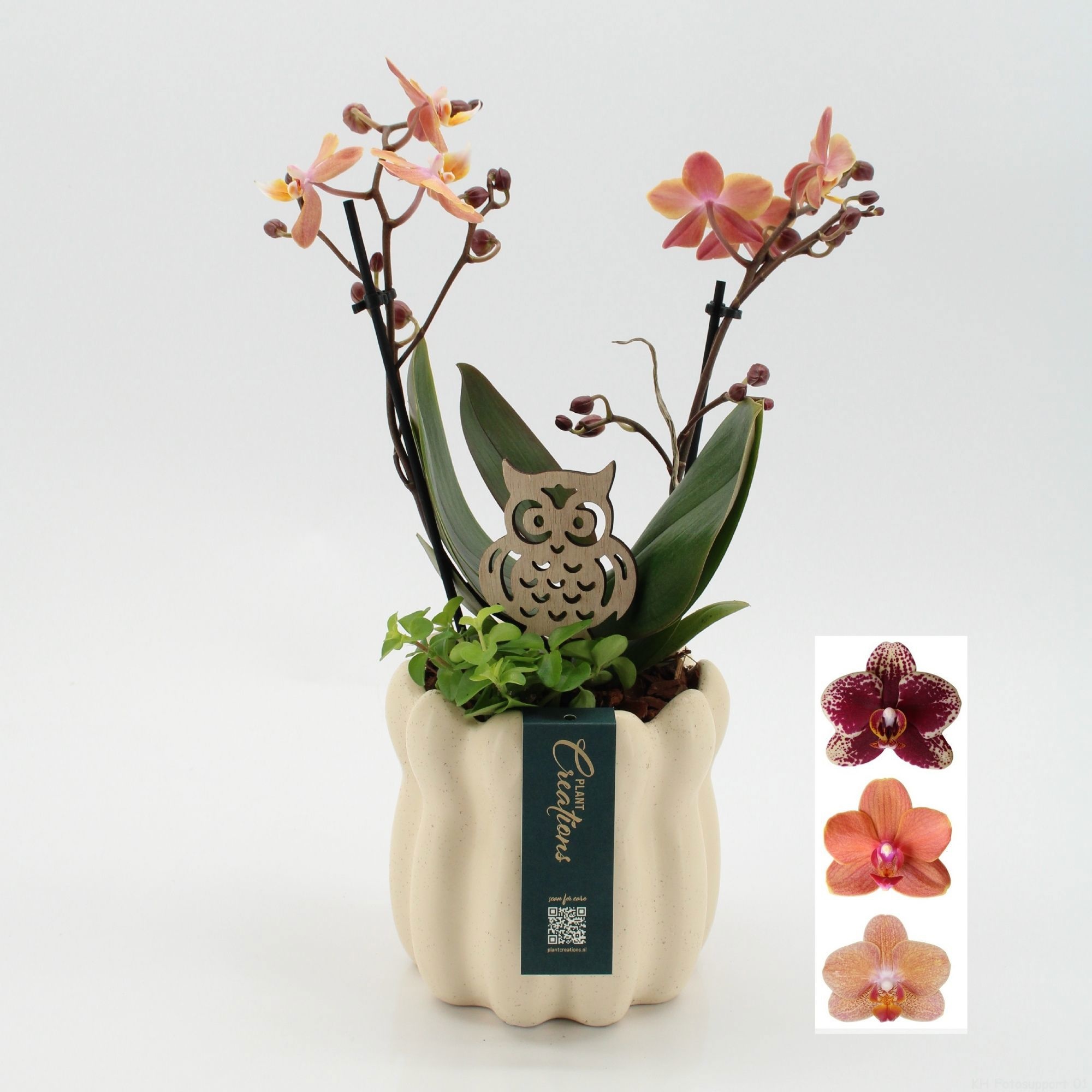 PHALHE-2609 Autumn Phalaenopsis, D 14