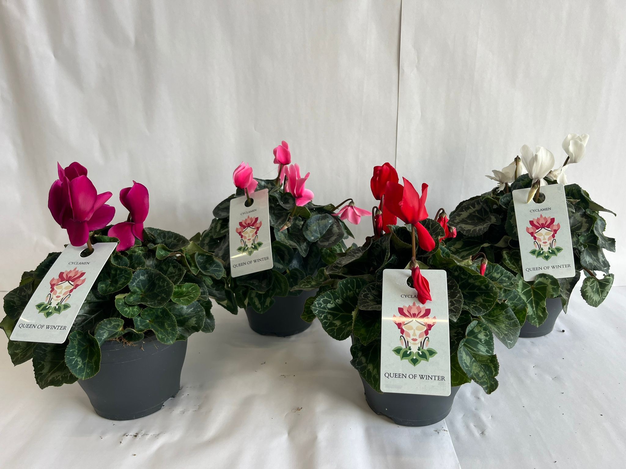 CYCLAMEN MAMMOTH MIX, D 19