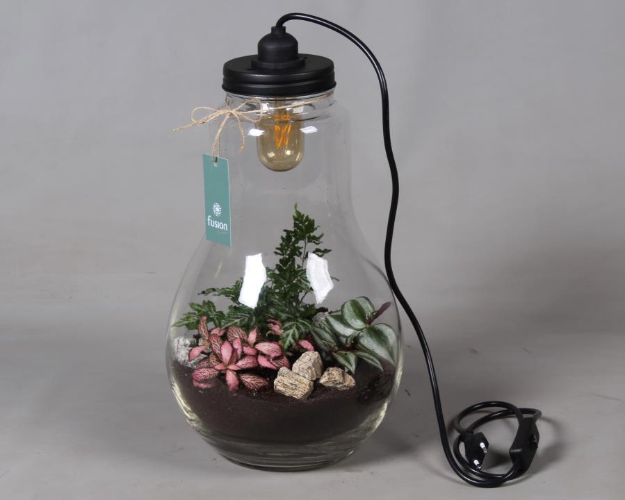 Glas Terrarium XXL helder met verlichting met Arrangement, D 24
