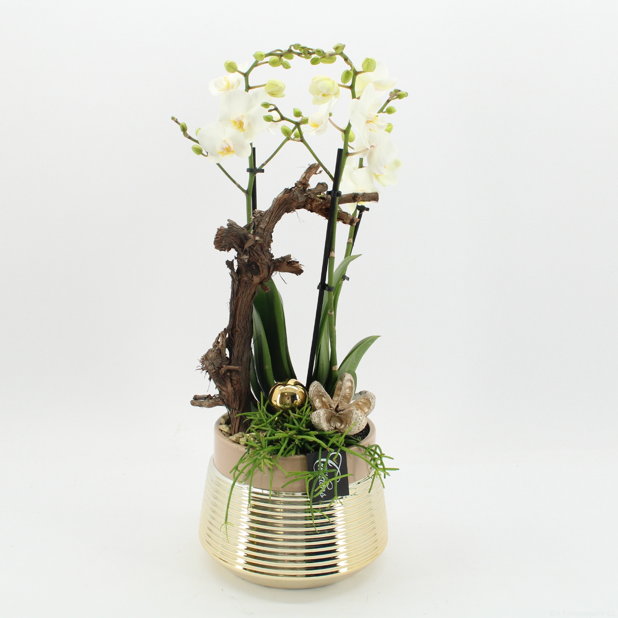 LICR-2514 Limited Phalaenopsis Xmas, D 20 cm LICR-2514 Limited Phalaenopsis Xmas, D 20 cm