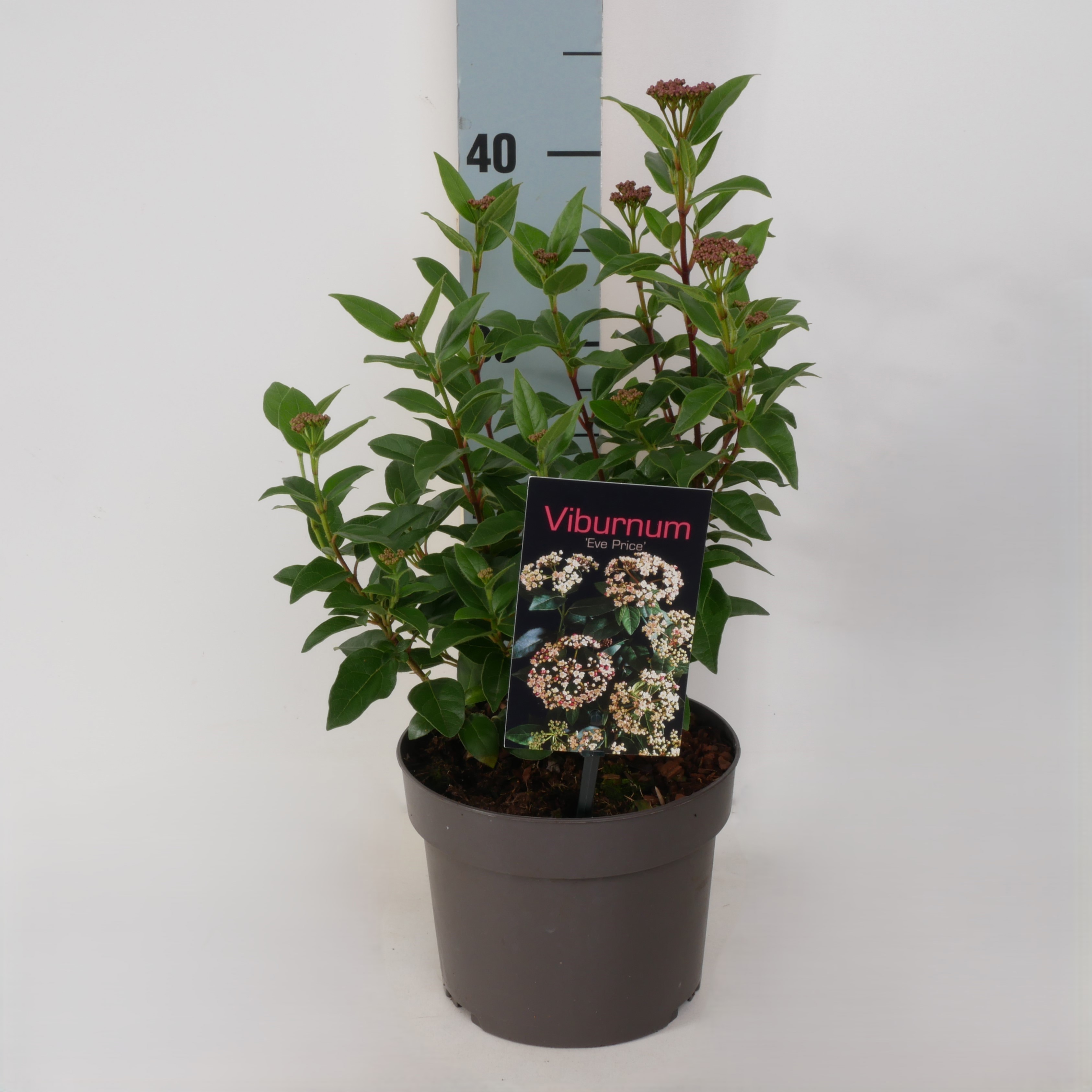 Viburnum tinus 'Eve Price' P17, D 17