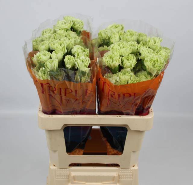 Диантус од. Грин Шот (зел.), шт.