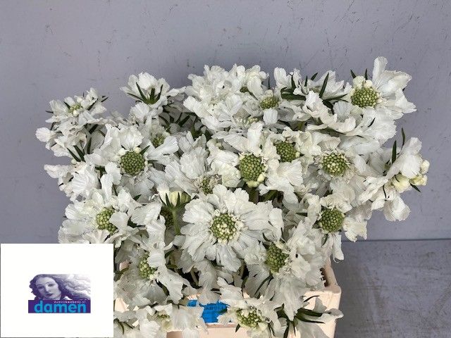 Скабиоза Аннабель 40, шт.