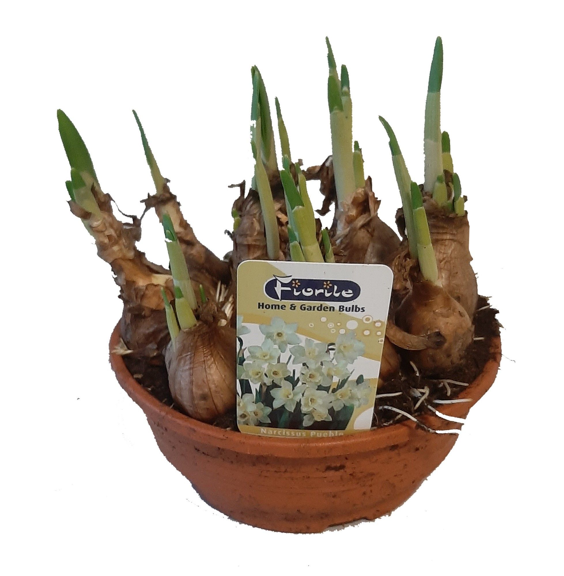 Narcis Pueblo, 16cm schaal, D 16