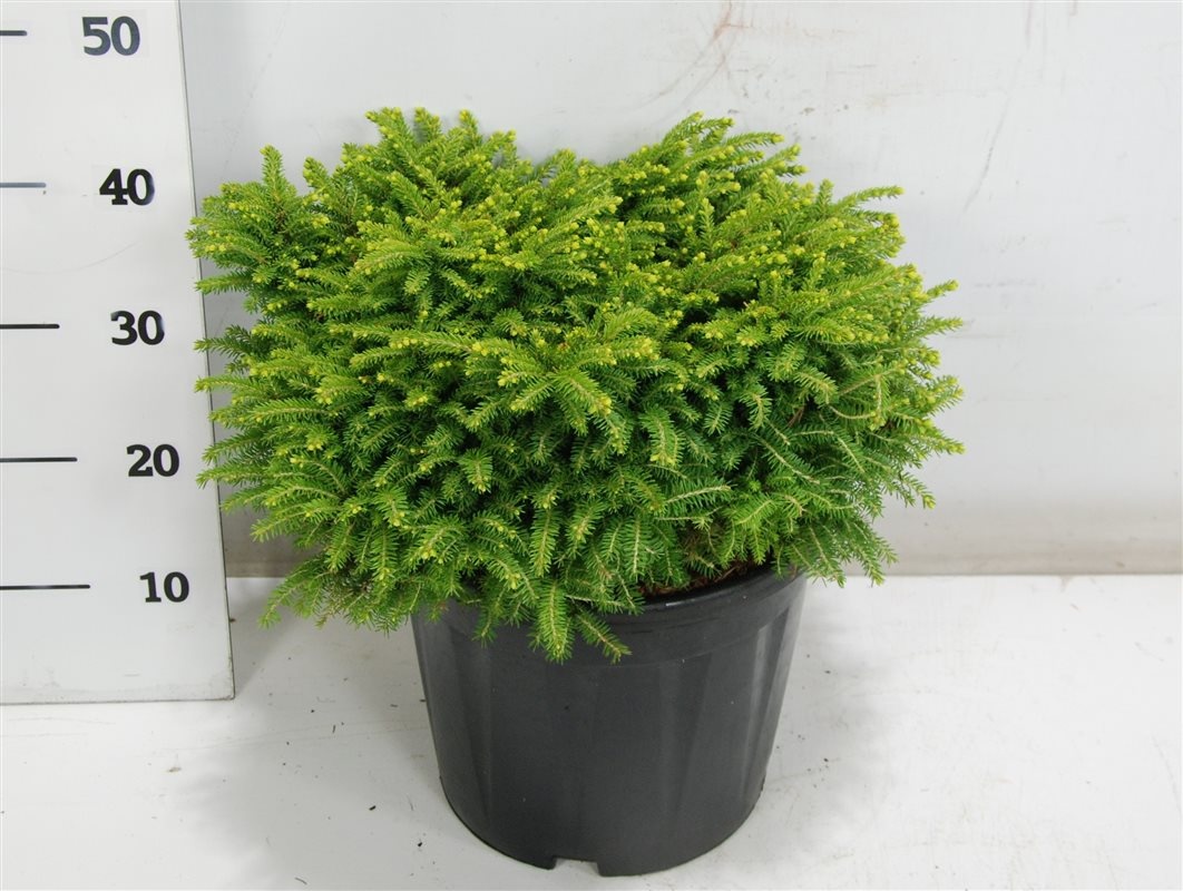 Picea a. 'Little Gem', D 32