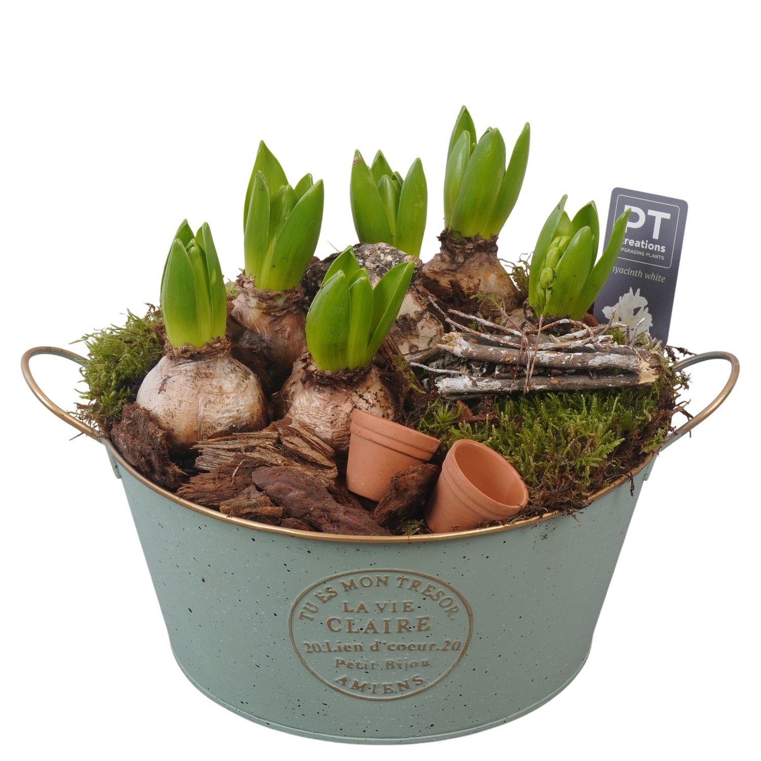 PTWH4028 Arrangement Winter Hyacint in metalen pot, D 23