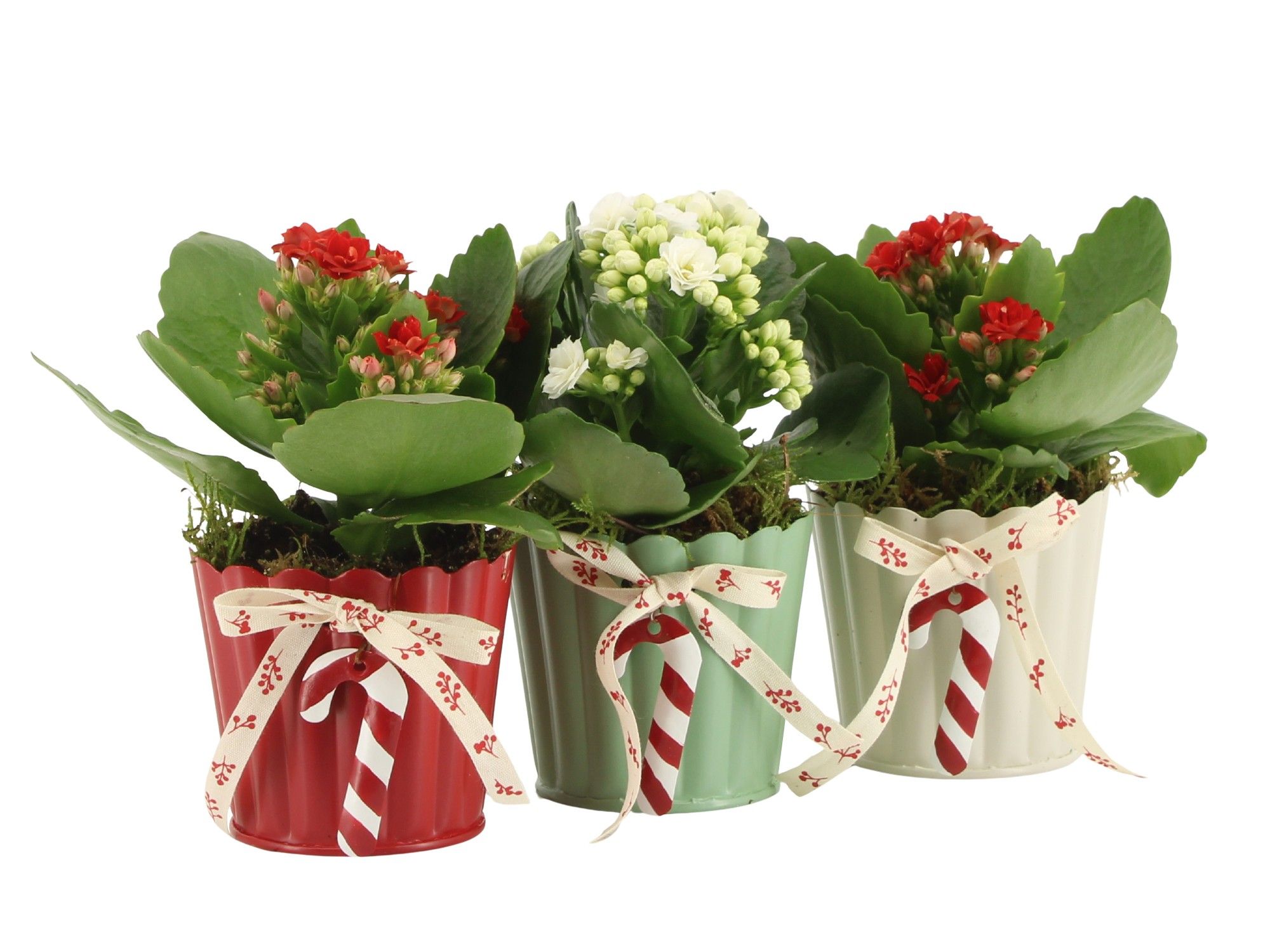 61809: X-mas arrangement, D 8