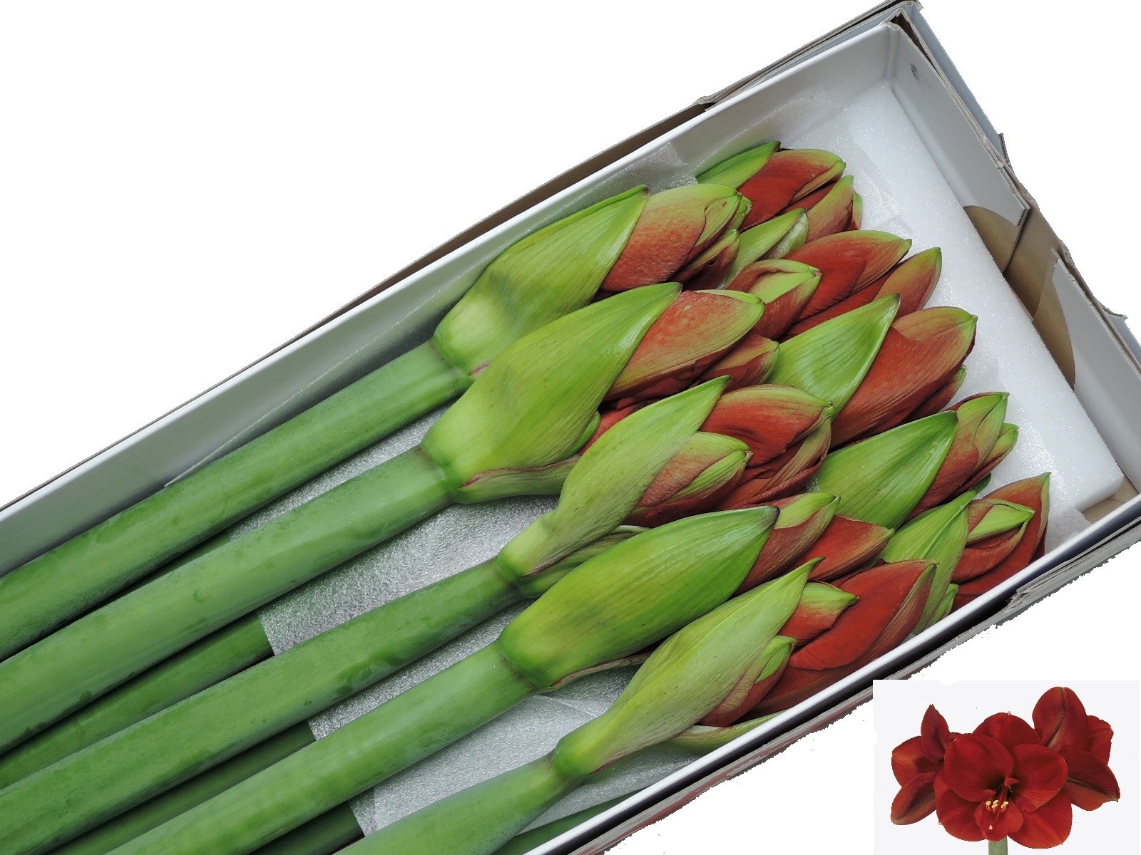 Амарилис Феррари (красн.) x10, шт.