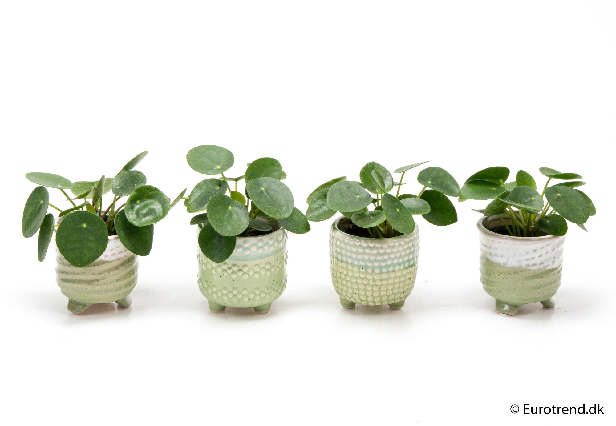 Pilea Pepemioides in ceramic - New Look 2025, D 6