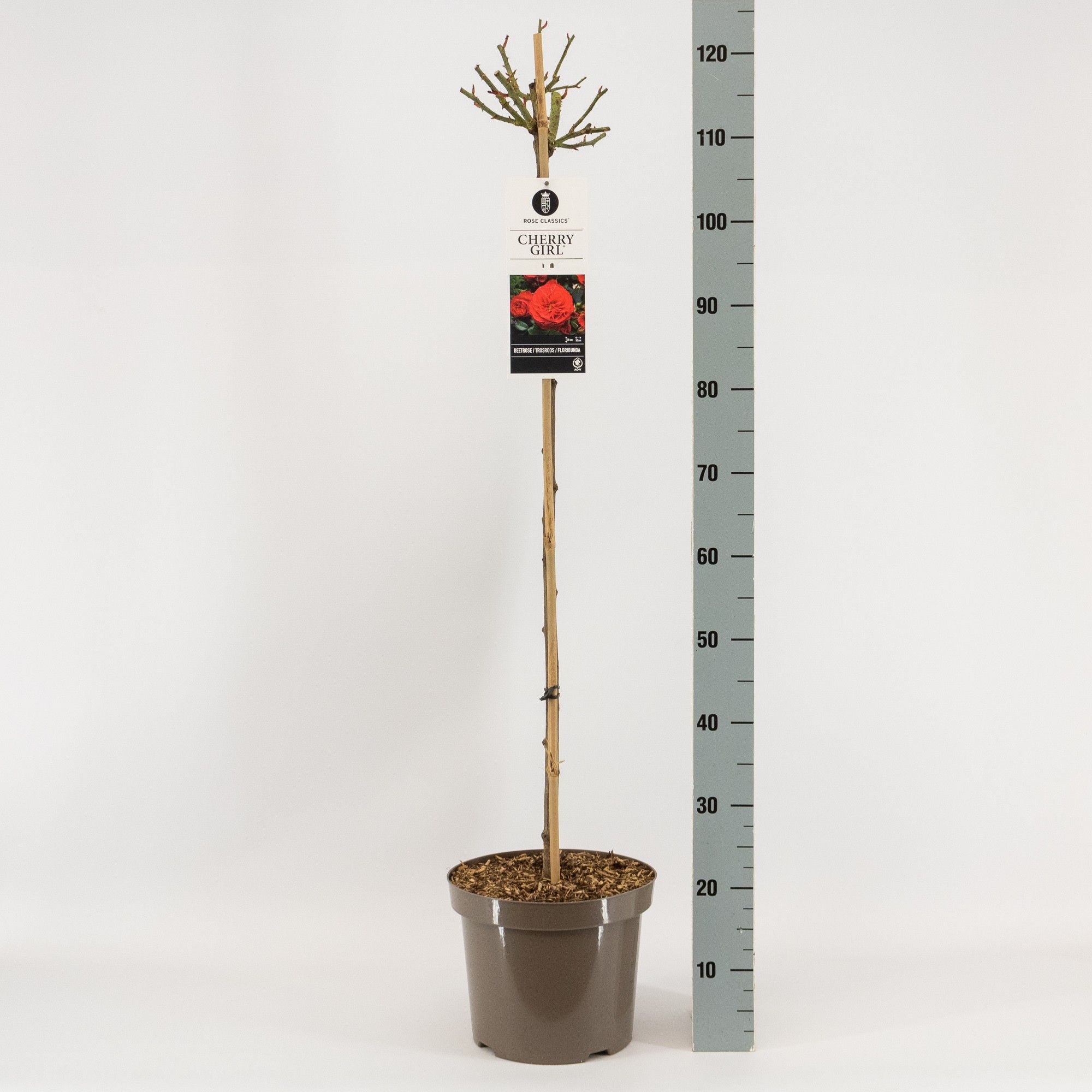 Rosa (F) Cherry Girl ®, stam 90, C7.5, D 26