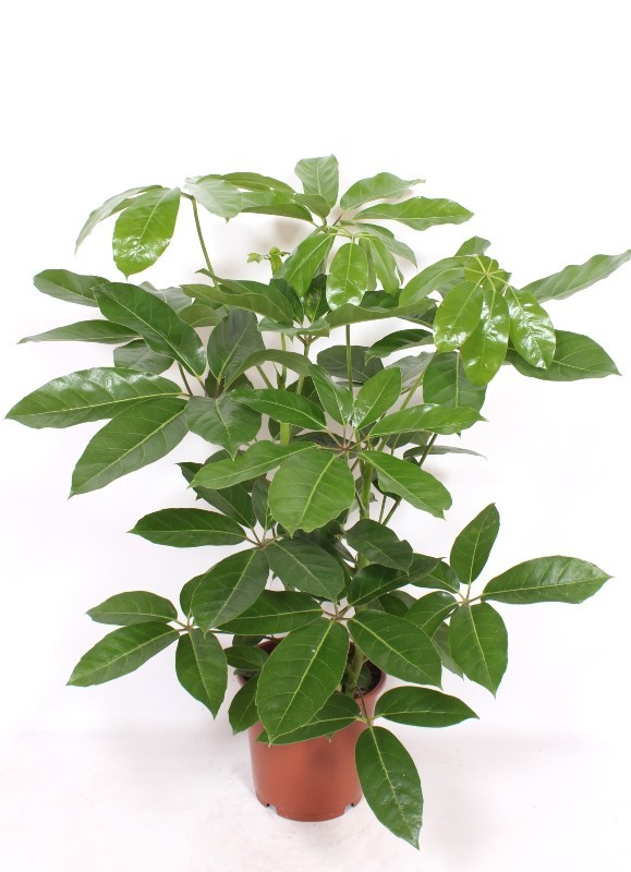 Schefflera actinophylla 'Amate', D 24