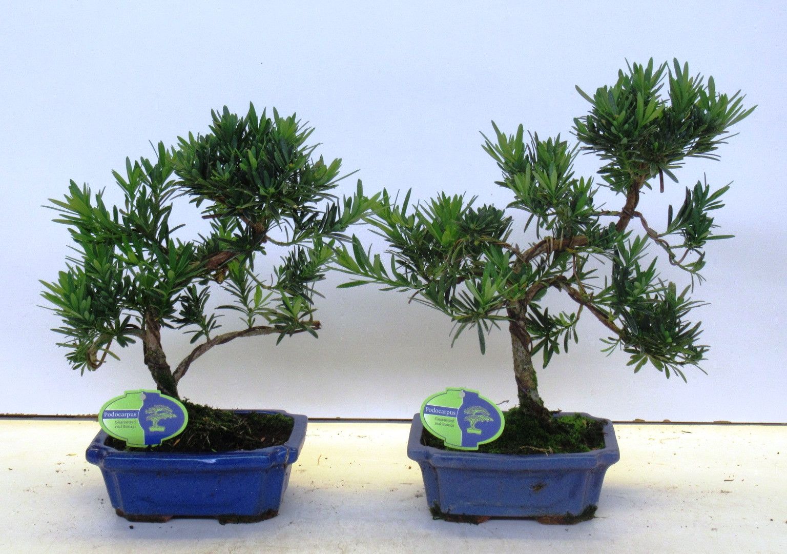 Podocarpus macrophyllus, 20cm., shape, without drip tray, D 19