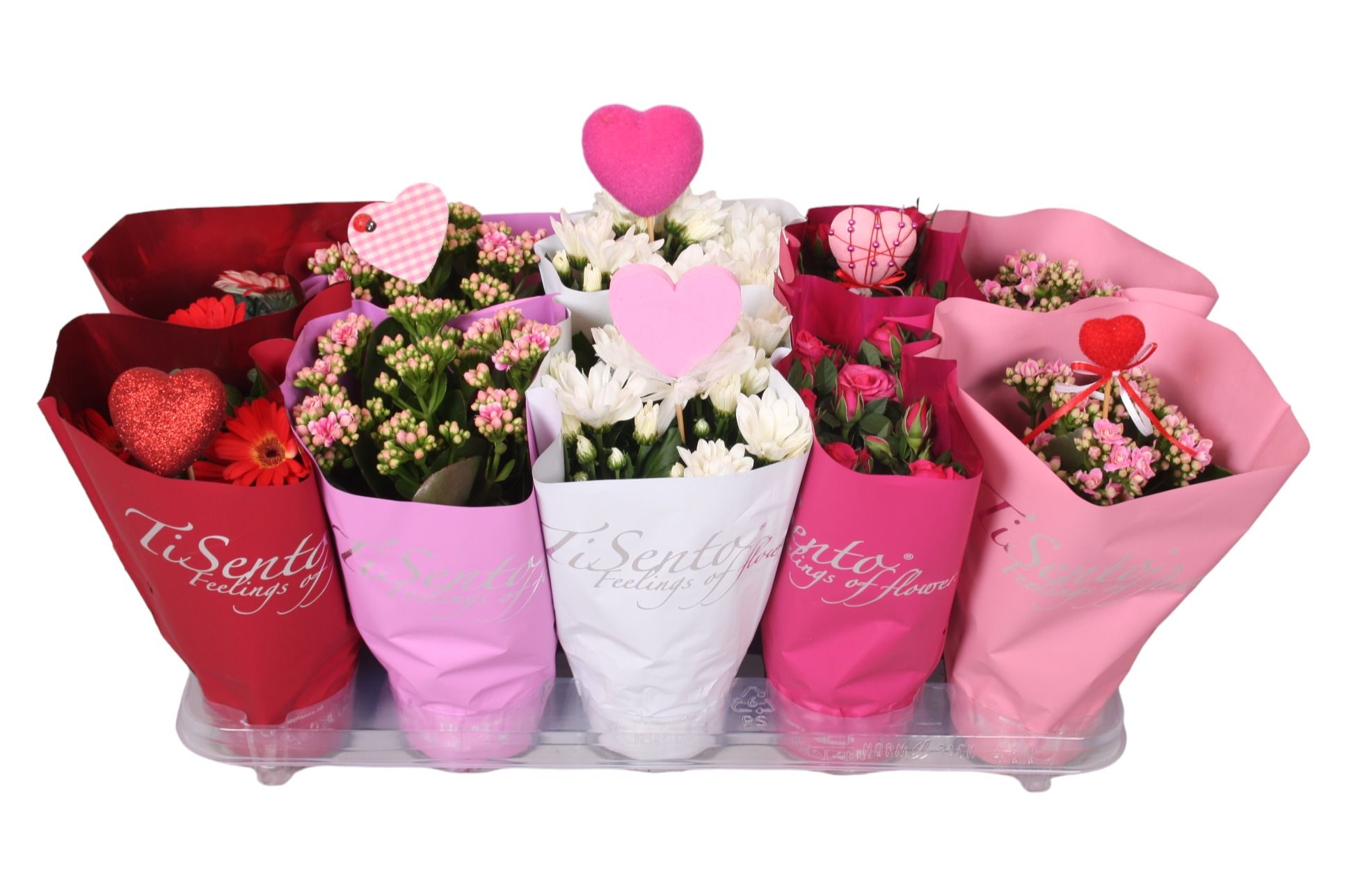 Bloeimix Valentijn met Bijsteker Mix, D 12 cm Bloeimix Valentijn met Bijsteker Mix, D 12 cm