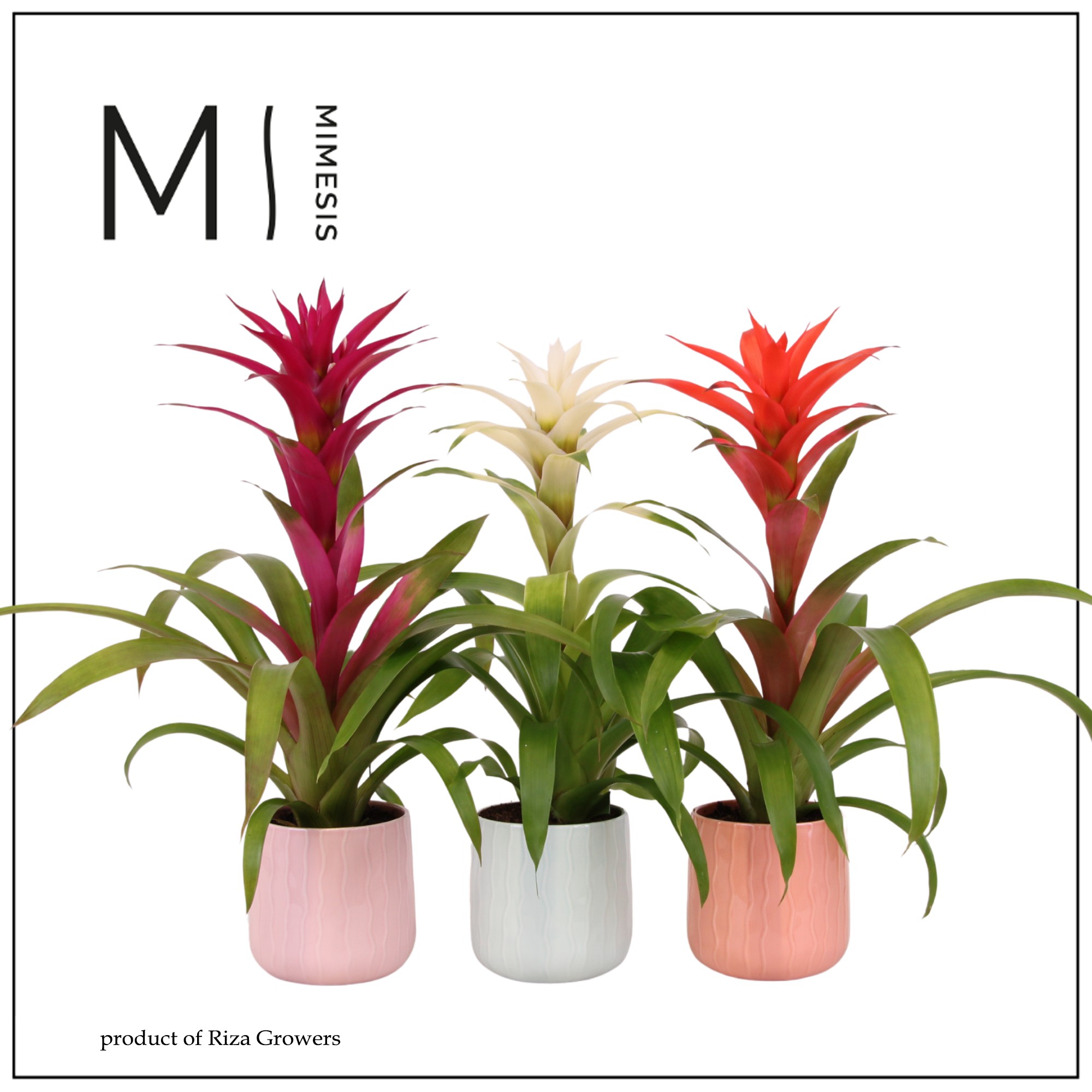 Guzmania Charming - 12cm in Belize | Mimesis, D 12