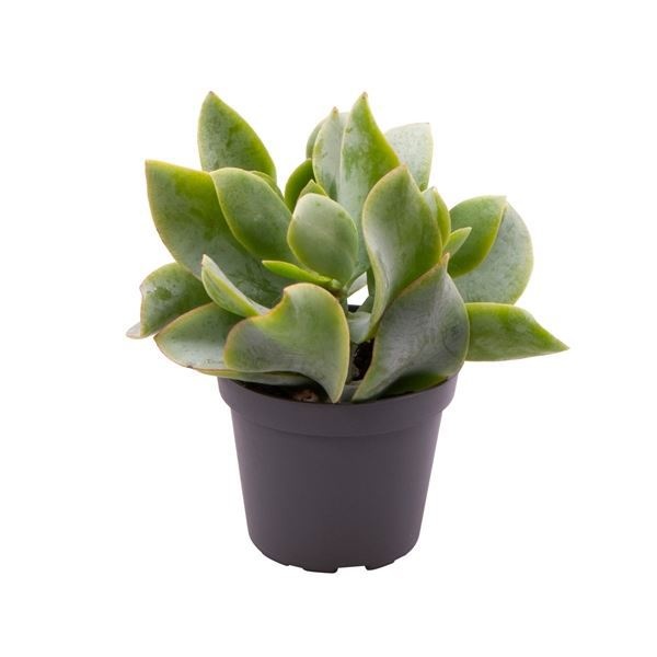 Crassula Arborescens Curly, D 6 cm