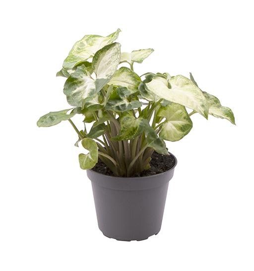 SYNGONIUM PODOPHYLLUM PIXIE, D 6 cm