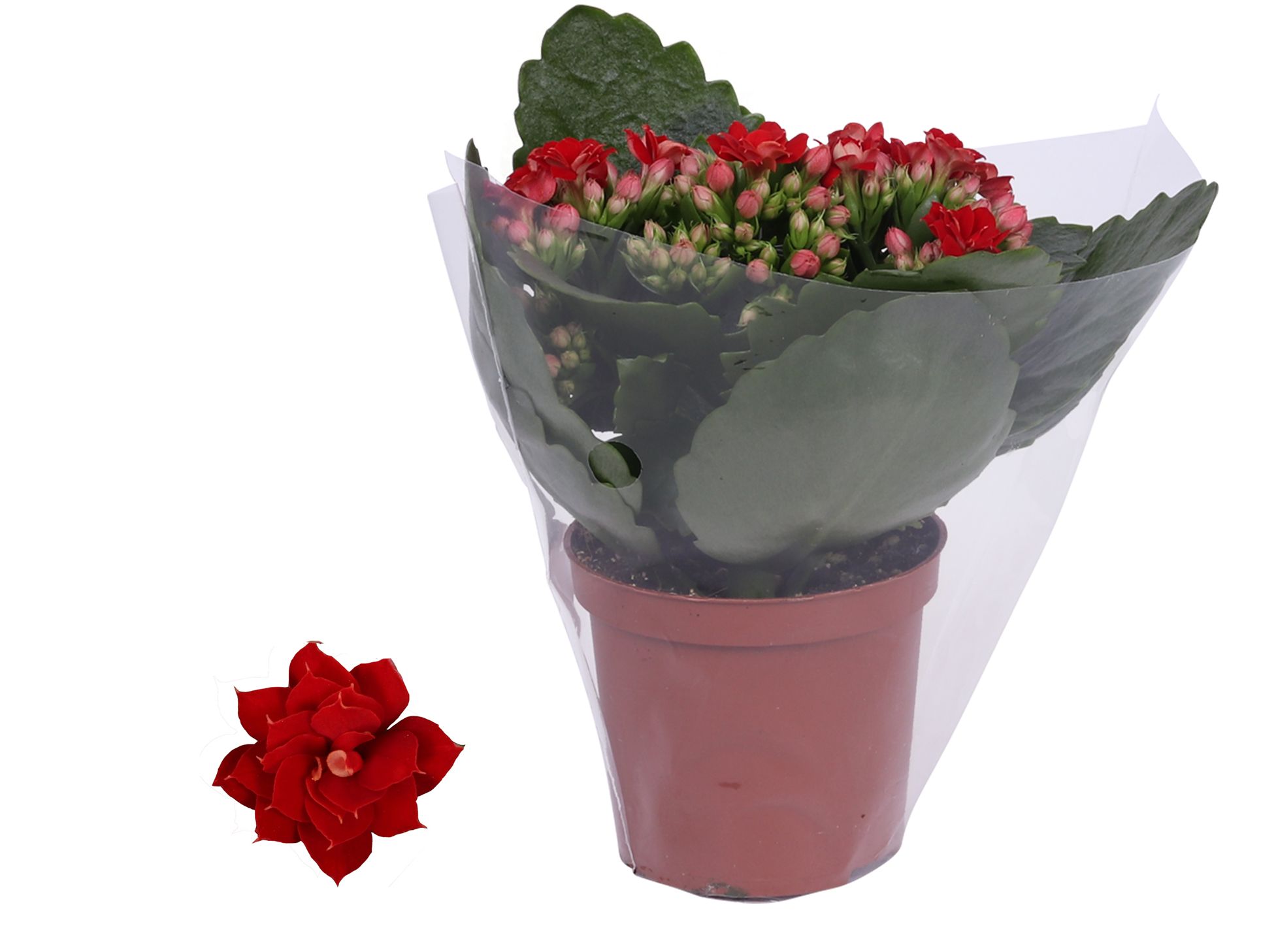 Kalanchoe Rosalina 07cm Don Justino rood, Blanco hoes, D 7
