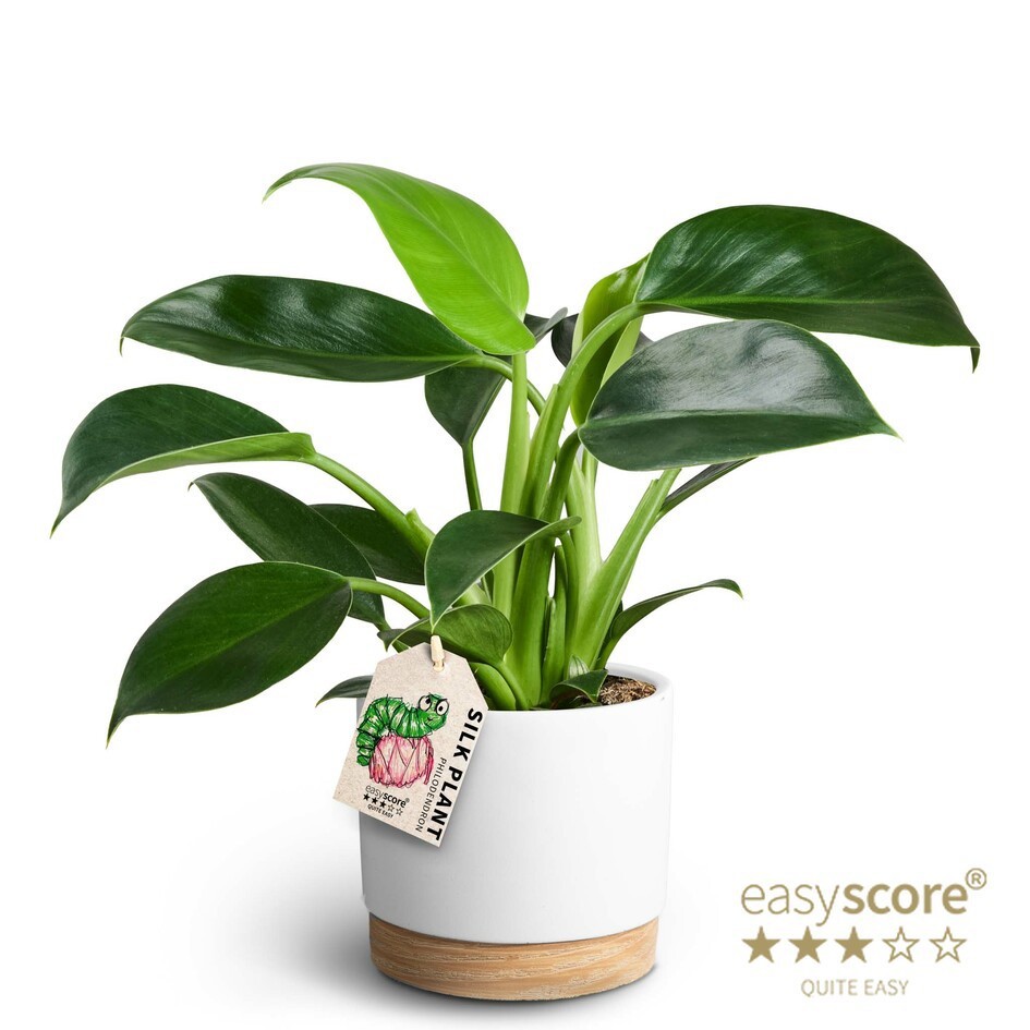 Woodbase White, Philodendron ´Green Princess´, D 12
