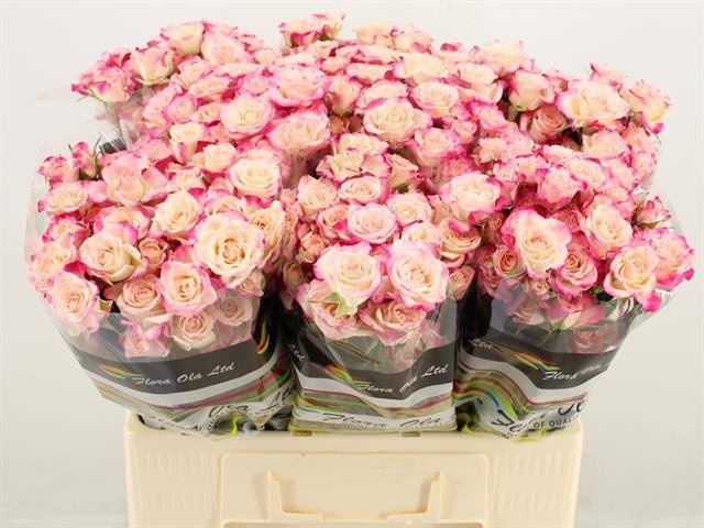 Роза куст. Рефлекс 60, шт.