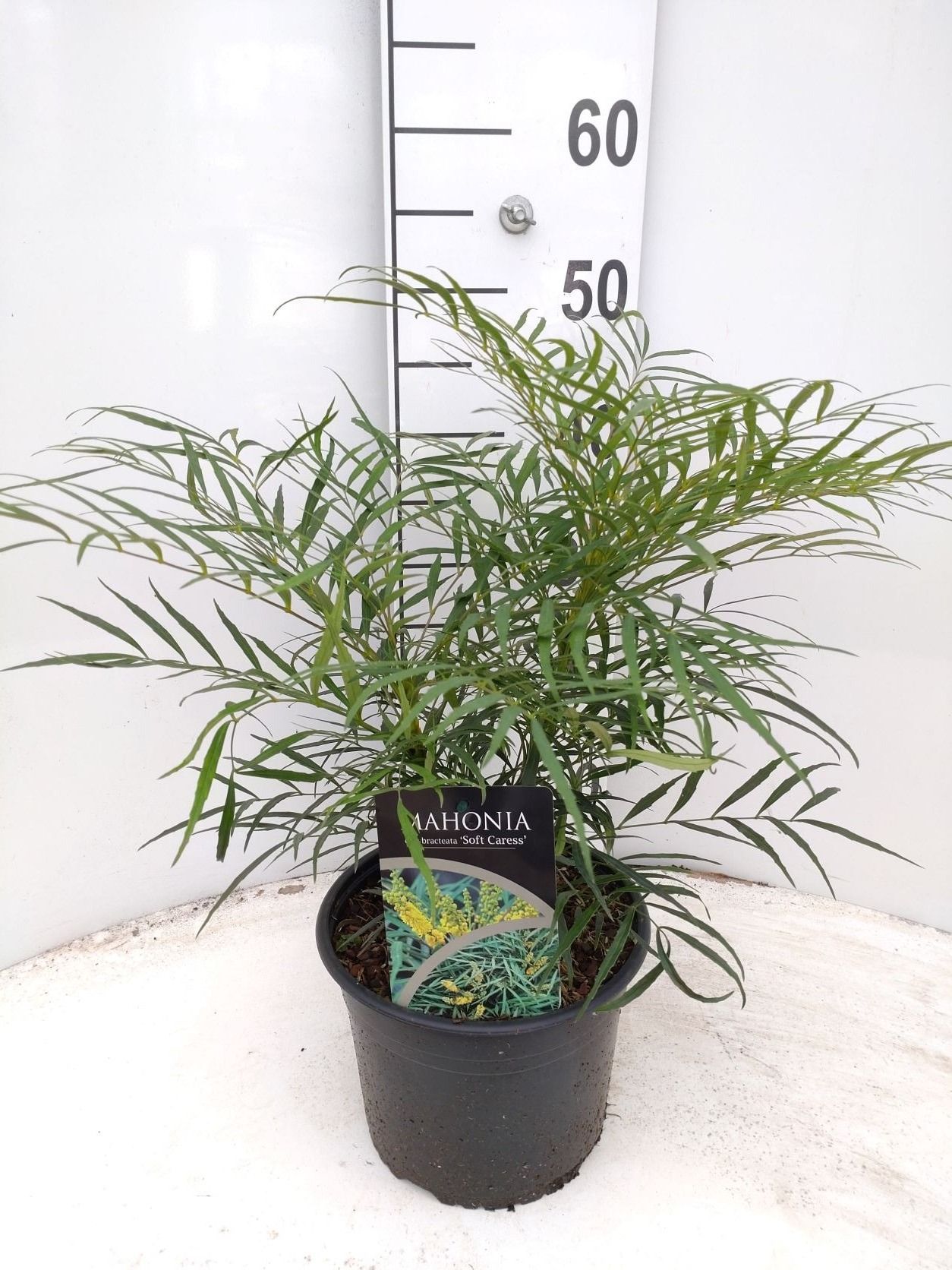 Mahonia e. Soft Caress, D 21