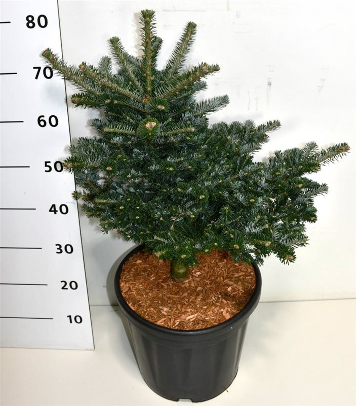Abies k. 'Discus', D 32