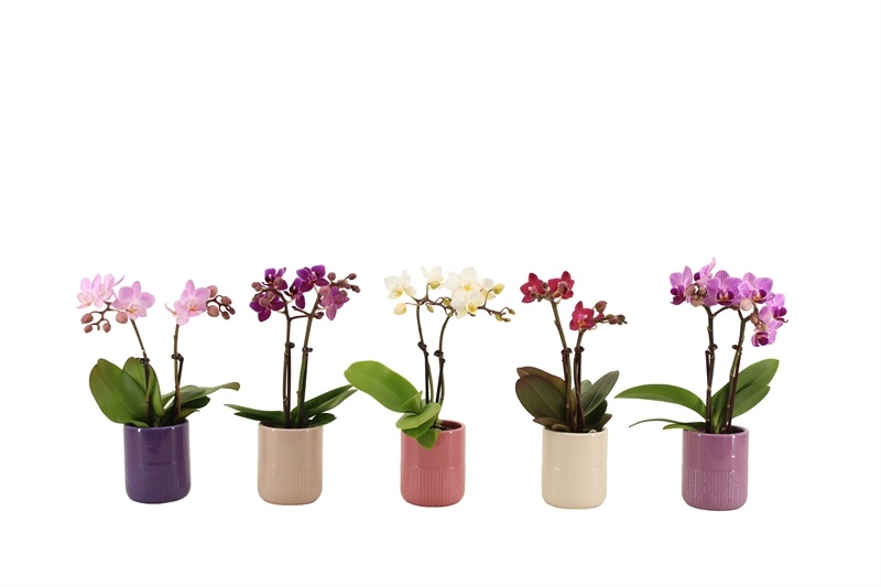 Dolomite p06 Morgan charm mix Phal Tiny Dolls mix 2T10+ Aqua@, D 6